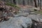 Stepping Stones on a Vermont Biking and Hiking Trail