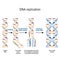 Steps of DNA replication