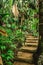 Steps in the jungle in Praslin island