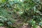 Steps leading up in a green lush overgrown forest path.