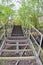 Steps in Sunken Forest