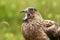 Stercorarius skua. Big bird. Taken in Norway. Runde Island.