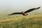 Stercorarius skua. Big bird. Taken in Norway. Runde Island.