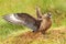 Stercorarius skua. Big bird. Taken in Norway. Runde Island.