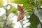 Sterculia monosperma or chestnuts on tree with sunlight.