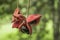 Sterculia monosperma, Chinese chestnut, Thai chestnut