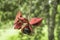 Sterculia monosperma, Chinese chestnut, Thai chestnut