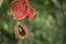 Sterculia monosperma, Chinese chestnut, Thai chestnut