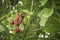 Sterculia monosperma, Chinese chestnut, Thai chestnut