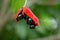 Sterculia monosperma, Thai chestnut, Red Chestnut on tree