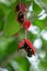 Sterculia monosperma, Thai chestnut, Red Chestnut on tree