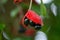 Sterculia monosperma, Thai chestnut, Red Chestnut on tree