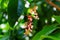 Sterculia nobilis Smith  in spring