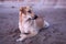 A sterilized dog with a tag in its ear lies on the sand on the beach in the early morning