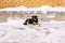 Sterilized street dog lies against a wall in the snow outside