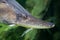 Sterlet fish head, Sterlet, against the background of a green river bottom. Marine life, river fish