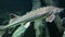 Sterlet fish swims on the bottom against the background of algae stones. Ecology, marine life