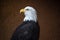 Stern Bald Eagle Looks Away From Camera