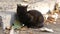 Stern black cat with bright yellow eyes sitting on the street surrounded by fallen autumn leaves