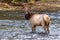 Stern Cow Elk Wading In River Looks Back At Camera