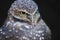 Stern looks from a burrowing owl at the Rio Grande Zoo in the Albuquerque Biopark in New Mexico