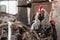 A stern serious rooster looks at the camera close-up against the background of chickens