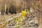 Sternbergia blooming in Judean desert in Gush Etzion  Israel