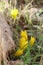 Sternbergia blooming in Judean desert in Gush Etzion  Israel