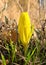 Sternbergia blooming in Judean desert in Gush Etzion  Israel