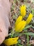 Sternbergia blooming in Judean desert in Gush Etzion  Israel