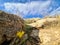 Sternbergia blooming in Judean desert in Gush Etzion  Israel