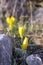 Sternbergia blooming in Judean desert in Gush Etzion  Israel