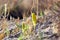 Sternbergia blooming in Judean desert in Gush Etzion  Israel