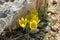 Sternbergia blooming in Judean desert in Gush Etzion  Israel