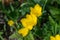 Sternbergia lutea in the garden. Note.Selective focus