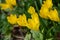 Sternbergia lutea in the garden. Note.Selective focus