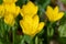 Sternbergia lutea in the garden. Note.Selective focus