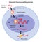 Steroid hormones action