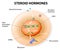 Steroid hormones response. Vector