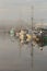 Steveston Harbor, Morning Fog