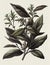 Stevia Botanical Illustration, Stevia Rebaudiana Sugar Substitute Plant Abstract Generative AI Illustration