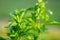 Stevia branch on blurred green garden background.Alternative Low Calorie Vegetable Sweetener.