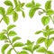 Stevia branch vector frame