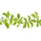 Stevia branch vector pattern