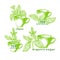 Stevia and cup set. Vector organic symbol