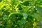 Stevia green close-up .Organic natural sweetener.Stevia plants.Stevia green twig.Alternative Low Calorie Vegetable