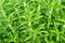 Stevia green plant