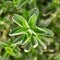 Stevia green plant