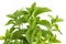 Stevia herb