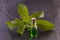 Stevia herb aroma essence